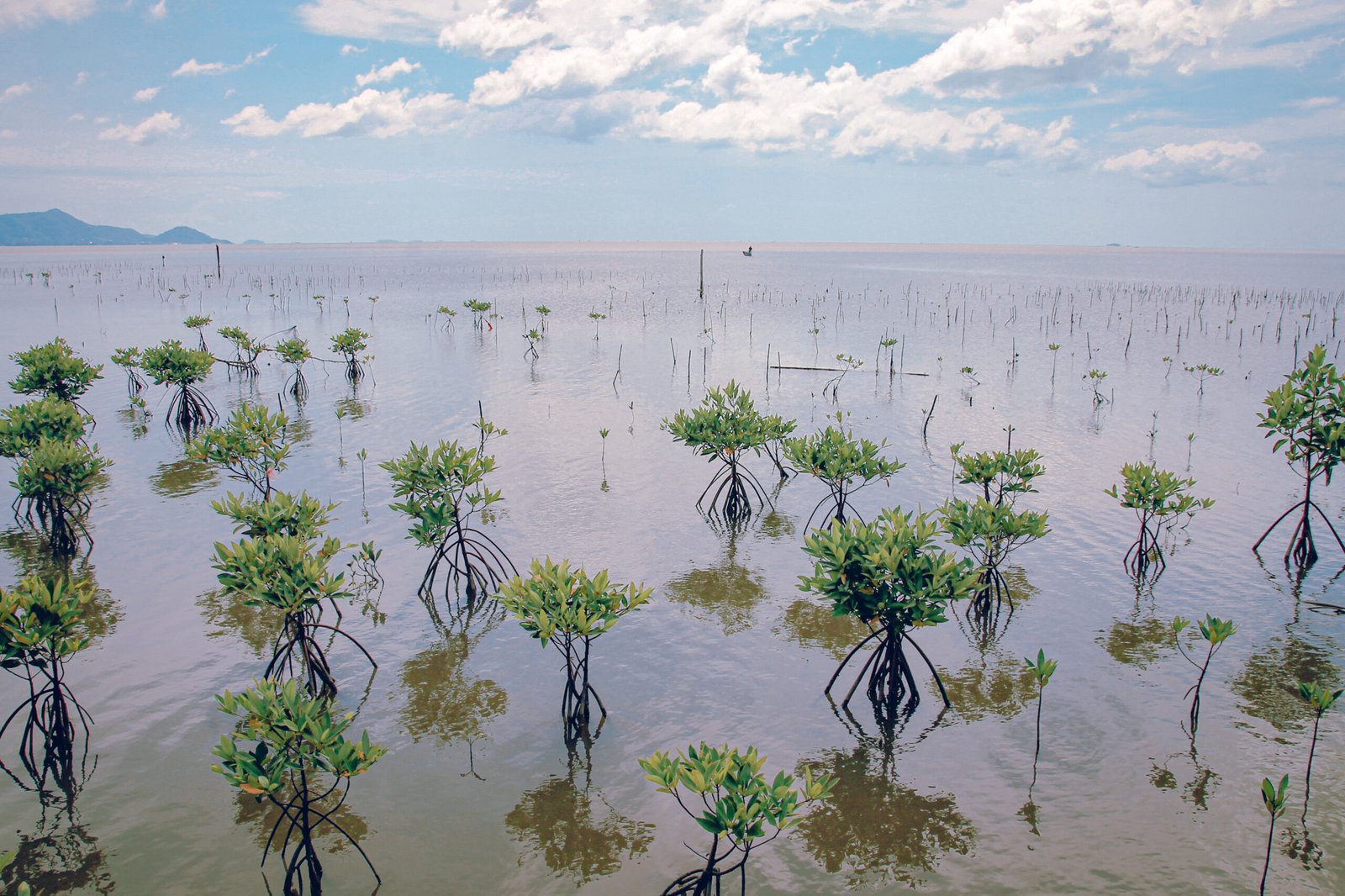 Mangrove National Park
