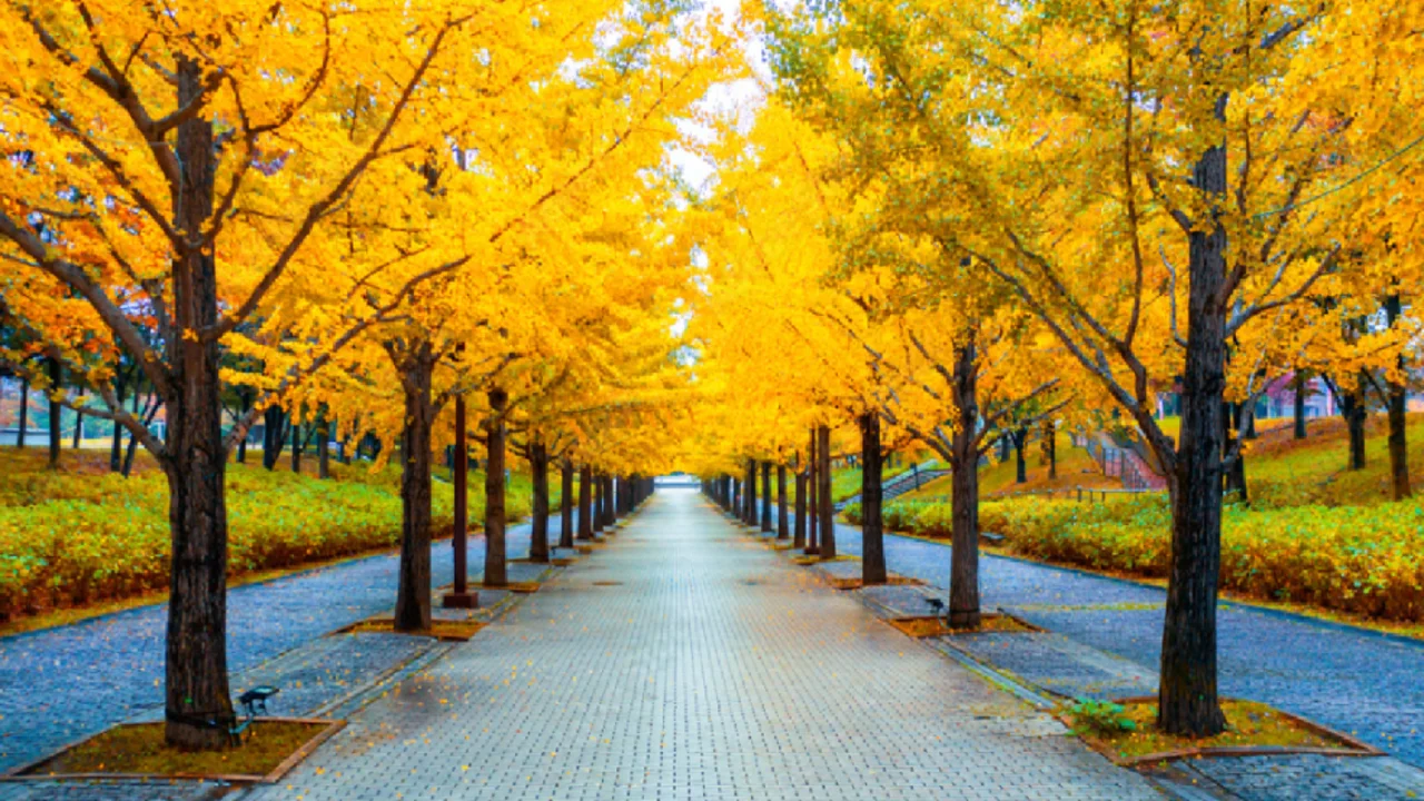 yellow spring road japan